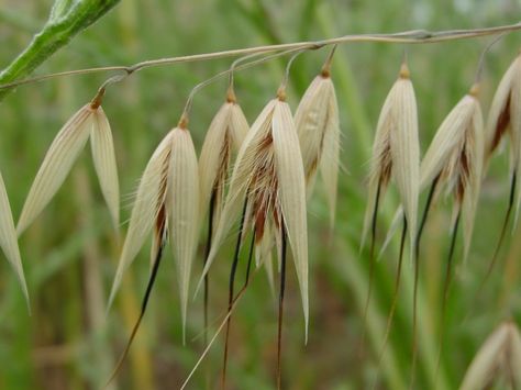 wild-oat-1